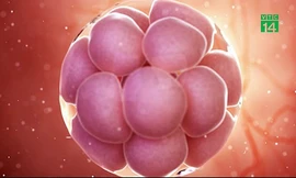 Tạo ra phôi thai không cần trứng, tinh trùng?