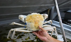 Cua pha lê hơn 4 triệu đồng/con, người Việt vẫn giành nhau mua