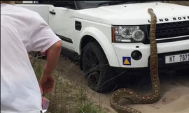 Trăn đá dài 5 m bò lên xe chở khách