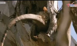 Chui vào ổ chồn kiếm ăn, rồng komodo bị cắn xé tơi bời