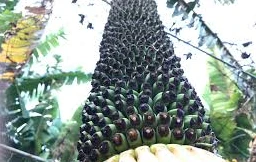 Độc đáo buồng chuối hàng trăm nải, dài 2,5 m 