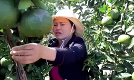 Cận cảnh vườn cam sành của người phụ nữ 'chân đất' trên Cao Nguyên