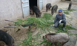 Chàng trai nuôi lợn rừng, thu nhập tiền tỷ mỗi năm