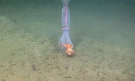 Chú cá may mắn thoát chết từ miệng mực