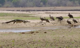 Cá sấu cướp xác linh dương từ vuốt kền kền