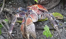 Cua khổng lồ ăn sạch xác lợn trong một tuần