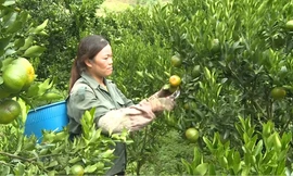 Nông dân vùng cao trồng quýt thu gần 200 triệu mỗi năm