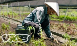 Báo Mỹ ca ngợi những người hùng thầm lặng mang món Việt tới New Orleans