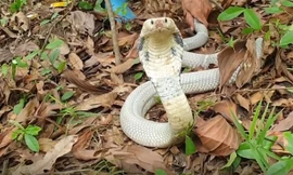 Rắn hổ mang bạch tạng quý hiếm trị giá hàng chục triệu bị bắt sống