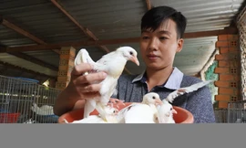 Kỹ sư bỏ nghề mở trại nuôi bồ câu Pháp