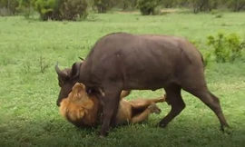 Sư tử hạ gục trâu rừng trong 'một nốt nhạc'