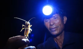 Dùng thuổng chặn bắt dế mèn