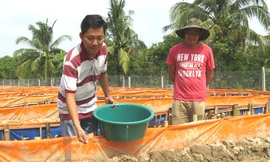 Giám đốc bỏ lương khủng về nuôi lươn, thu nhập hàng tỷ đồng mỗi năm