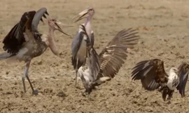 Đại bàng cá hỗn chiến giành mồi với cò