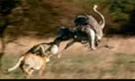 Đàn báo săn chạy nước rút vồ gọn đà điểu