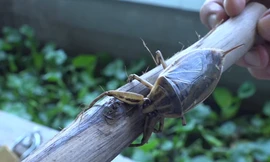 Nuôi cà cuống kiếm gần 40 triệu đồng mỗi tháng