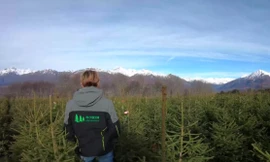 Vườn ươm cung cấp 22.000 cây Giáng sinh mỗi năm