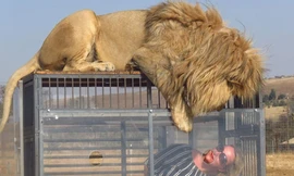 Tiếp xúc sư tử ở khoảng cách không thể gần hơn: Yếu tim đừng thử 