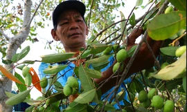 Trèo cây hái cà na kiếm tiền triệu mỗi ngày