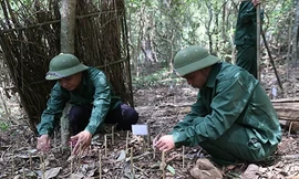 Quảng Trị thử nghiệm trồng sâm Ngọc Linh