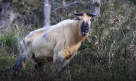Loài thú 'nửa dê, nửa trâu' xuất hiện ở Trung Quốc
