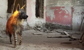 Linh cẩu hiếm nhất hành tinh ở 'thị trấn ma'