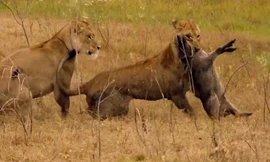 Sư tử đoạt mạng lợn bướu nhanh như chớp