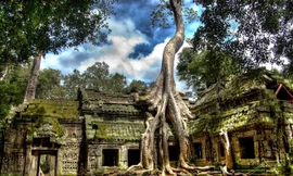 Ngôi đền bị cây nuốt trọn ở Campuchia