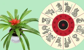 Chọn đúng cây hợp tuổi, tài lộc tự động ào đến nhà