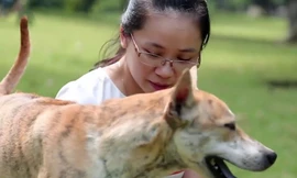 'Đột nhập' trang trại của những chú chó Phú Quốc đắt nhất Việt Nam