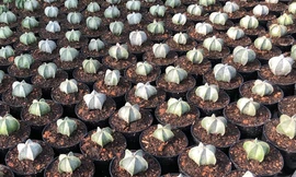 Trang trại xương rồng hơn 10.000 cây