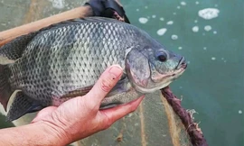 Nuôi cá thu hơn 100 triệu mỗi năm