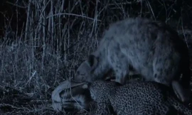 Linh cẩu nẫng xác linh dương từ vuốt báo hoa mai