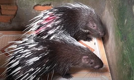 Kiếm hơn nửa tỷ đồng mỗi năm nhờ nuôi nhím