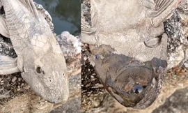 Kỳ dị loài cá chết khô bất ngờ hồi sinh khi đổ nước lên