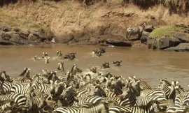 Đàn ngựa vằn chen nhau vượt qua 'cửa ải' cá sấu