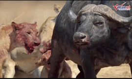 Trâu rừng bị cả đàn sư tử cắn tàn bạo, xé thịt đến chết