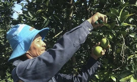 Trồng cam sạch thu gần 600 triệu mỗi năm