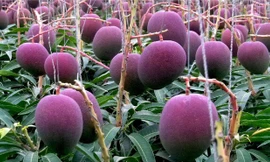 Bí mật của loài xoài tím có giá gần 4.000 USD/cặp của Nhật Bản