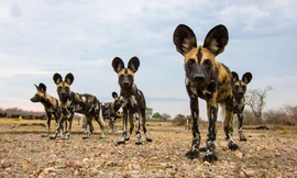 Bộ lông 'độc nhất vô nhị' của chó hoang châu Phi