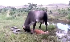 Bò mẹ 'nổi điên' tấn công trăn Anaconda để trả thù cho con
