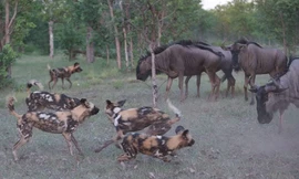 Linh dương đầu bò bỏ mạng dưới móng vuốt chó hoang Châu phi