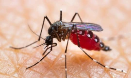 Làm sao để xóa sổ loài muỗi?