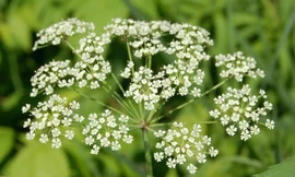 Các loại cây độc nhất trên thế giới