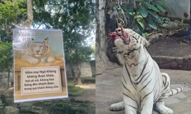 Thảo Cầm Viên tạm biệt chú hổ Ngộ Không - “người bạn” đặc biệt suốt 10 năm qua 