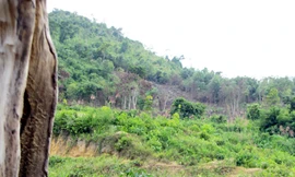 Cơ bản... phá xong rừng