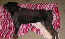 Nguy cơ ngồi tù vì ‘thờ ơ’ với chó