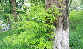 Giả tình nhân ôm nhau dưới gốc cây để cưa trộm sưa