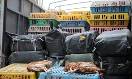 Gần ba tấn gà lậu, nầm lợn thối tuồn về Hà Nội