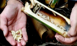 Món sùng tre - rùng mình khi thấy, ngây ngất khi ăn